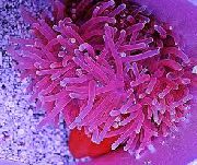 рожевий Актиния Краснотелая (Macrodactyla doreensis) фото