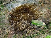 Rauð Stöð Anemone ljósblátt