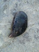Mejillón negro