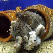 helesinine Ühise Kaheksajalgade (Octopus vulgaris) foto