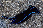 Nudibranquio Azul De Terciopelo negro