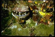 Spondylus Americanus grijs