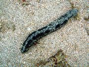 Pepino De Mar negro