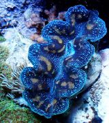 Tridacna sininen