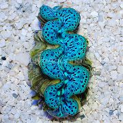 Tridacna grijs