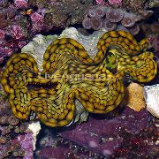 Tridacna luz azul