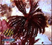 Comanthus negro