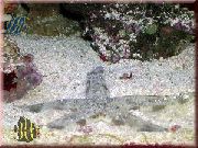 punane Liiv Sõelumine Meritäht (Archaster angulatus) foto
