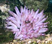 Pink-Áfengi Anemone fjólublátt