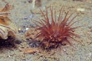 Rör Anemone ljósblátt
