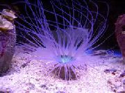 Rör Anemone fjólublátt