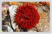 sarkans Spuldze Anemone (Actinia equina) foto