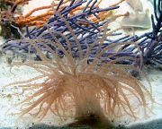 Hrokkið-Hvíta Anemone ljósblátt
