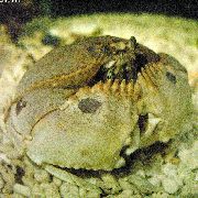 Calappa rayas