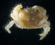 Karvane Krabi kollane