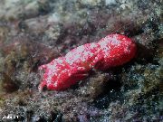rojo Cangrejo Coral (Trapezia sp.) foto