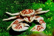brūns Porcelāns Anemone Krabis (Neopetrolisthes maculatus (Petrolisthes maculatus)) foto