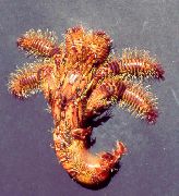 červená Štetinatý Pustovnícky Krab (Aniculus aniculus) fotografie