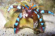 Electric Blue Hermit Crab бео
