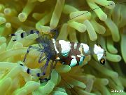 Pacifik Klaun Sasanka Krevety hnědý