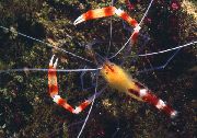 Blue-Legged Cleaner Shrimp, Yellow Banded Coral Shrimp, Yellow Boxer Shrimp бео
