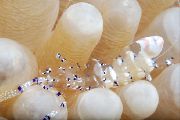 Venus Anemone Garneles popurijs