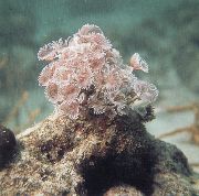 Bispira Sp. täplikäs