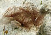 Bispira Sp. ljósblátt