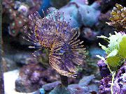 Milzu Fanworm zaļš