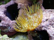 Hiiglane Fanworm kollane