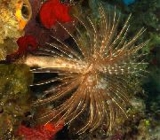 Risastór Fanworm ljósblátt