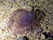 púrpura Plumero Hawaiano (Sabellastarte sp.) foto