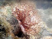 Fjöður Duster Ormur (Indverskt Tubeworm) ljósblátt