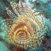 Wreathytuft Tubeworm zaļš