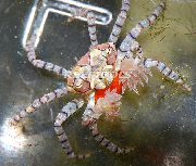 მწვანე Pom Pom Crab (Lybia Tesselata) ფოტო