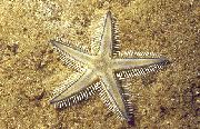 Tamizar La Arena Estrella De Mar azul claro