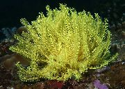 Crinoid, Sulgedest Star kollane