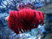 Crinoide, Feather Star rosso