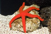 rauður Sem Luzon Sea Star (Echinaster luzonicus) mynd