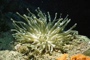 Atlantin Anemone vaaleanpunainen