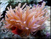 Atlantin Anemone täplikäs