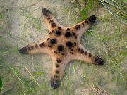 Estrellas De Mar De Chocolate Chip (Cuernos Estrella De Mar) azul claro