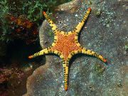 zelena Dvostruka Sea Star, Spletoše Zvjezdača (Iconaster longimanus) foto