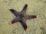 Choc Chip (Nuppi) Sea Star sininen