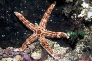 Μπορντό Sea Star καφέ