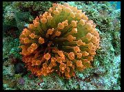 Mull Otsa Ülane (Mais Anemone) kollane