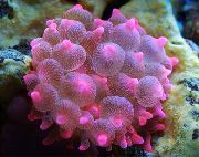 Kupla Kärki Anemone (Maissi Anemone) täplikäs
