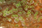 grau Bubble-Spitze-Anemone (Anemone Mais) (Entacmaea quadricolor) foto