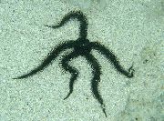 Frágil Estrella De Mar negro