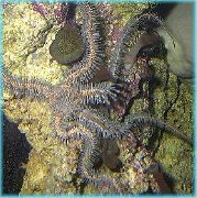 rød Rød Slangestjernen (Sprø Sea Star, Knobby Fancy) (Ophiomastix annulosa) bilde